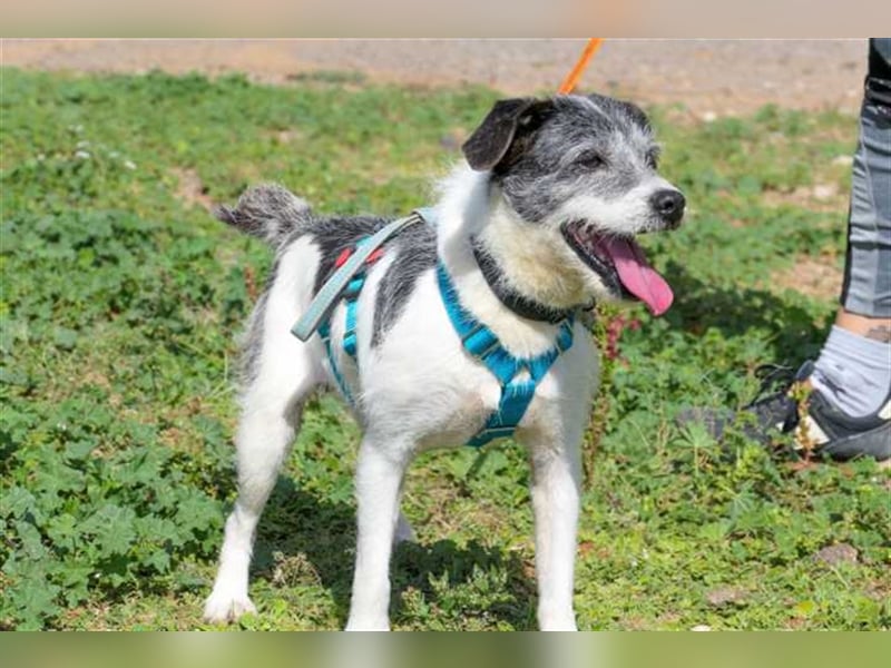 Zape sucht neues Zuhause