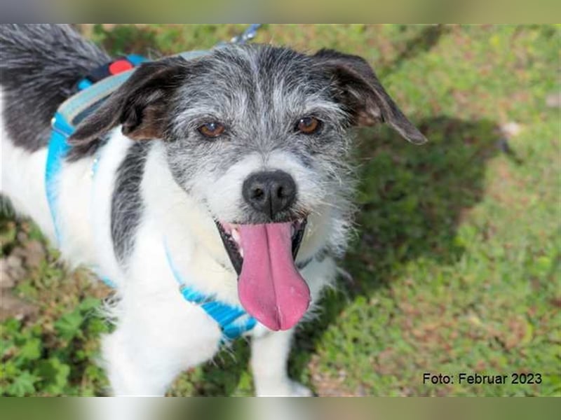 Zape sucht neues Zuhause