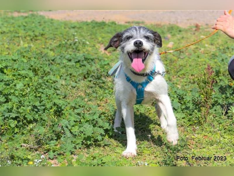 Zape sucht neues Zuhause