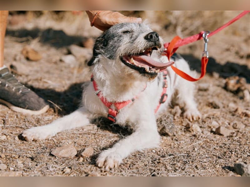 Zape sucht neues Zuhause