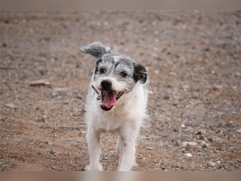 Zape sucht neues Zuhause