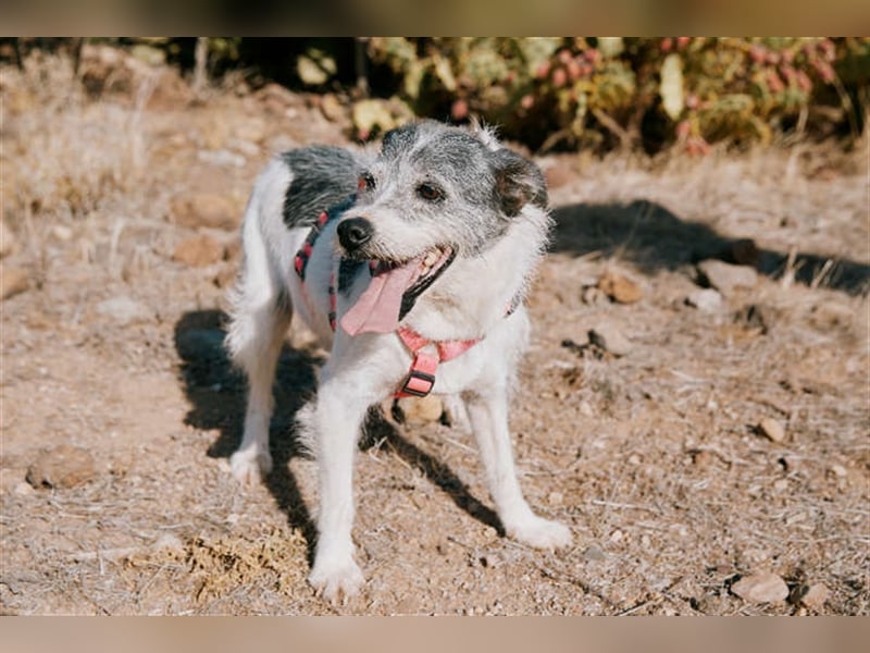 Zape sucht neues Zuhause