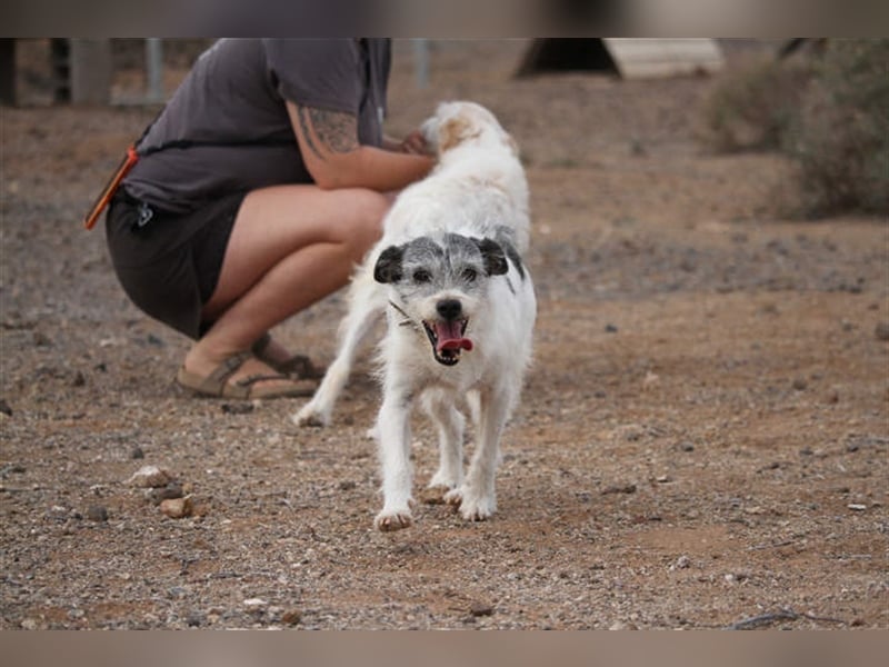 Zape sucht neues Zuhause