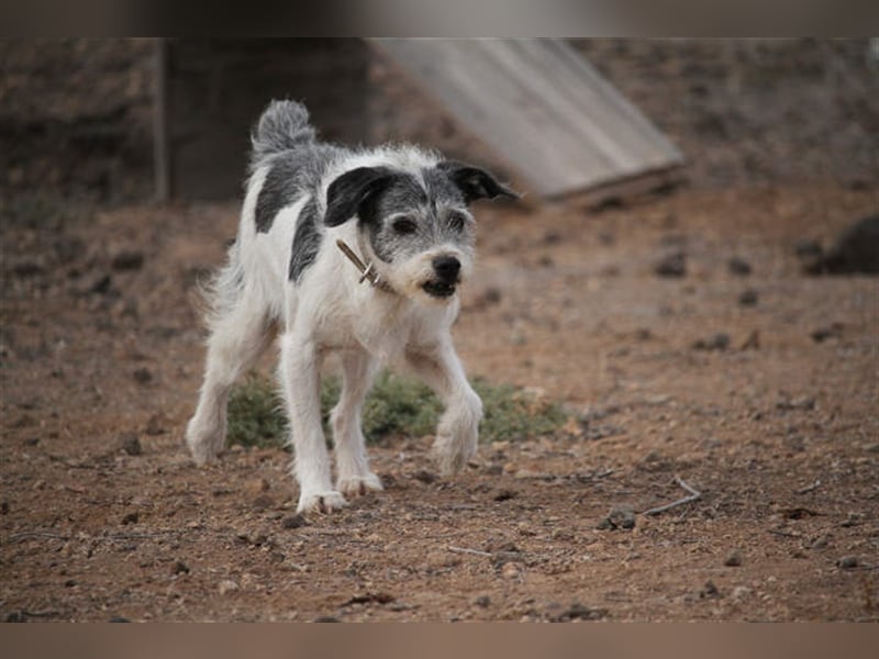 Zape sucht neues Zuhause