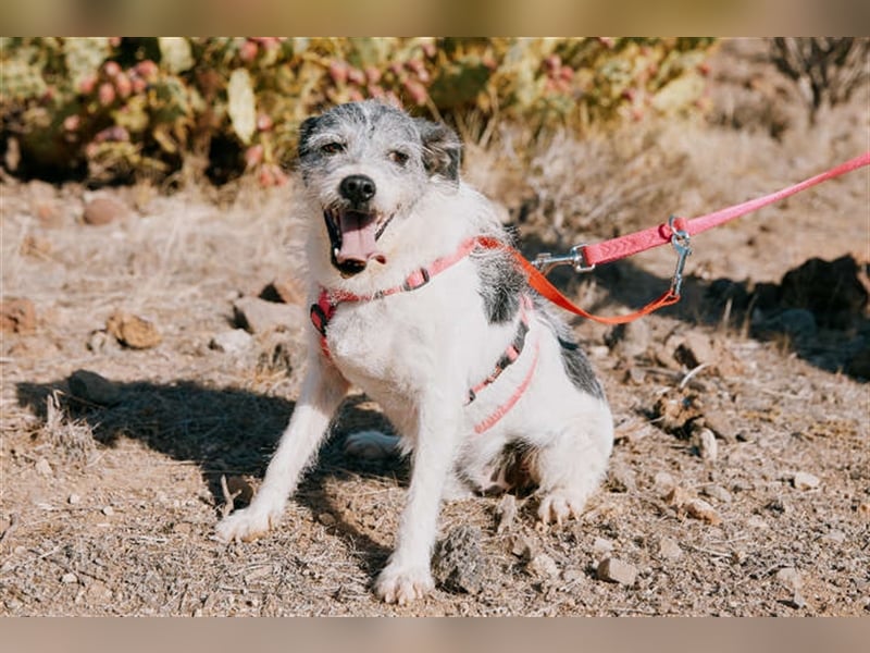 Zape sucht neues Zuhause