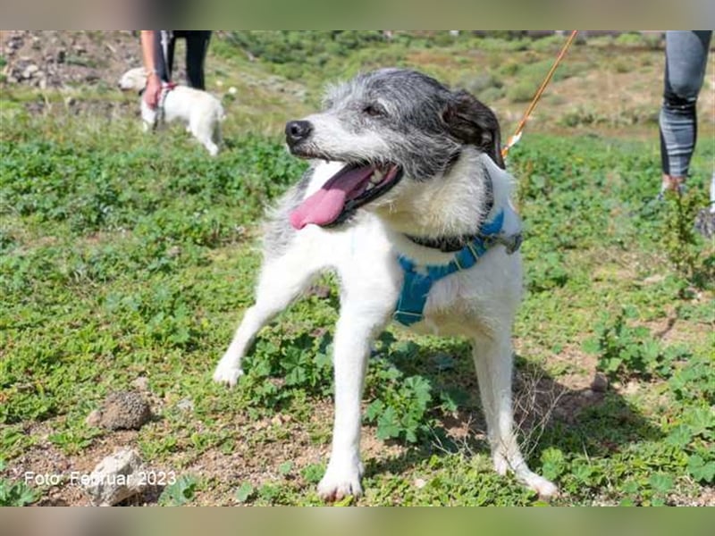 Zape sucht neues Zuhause