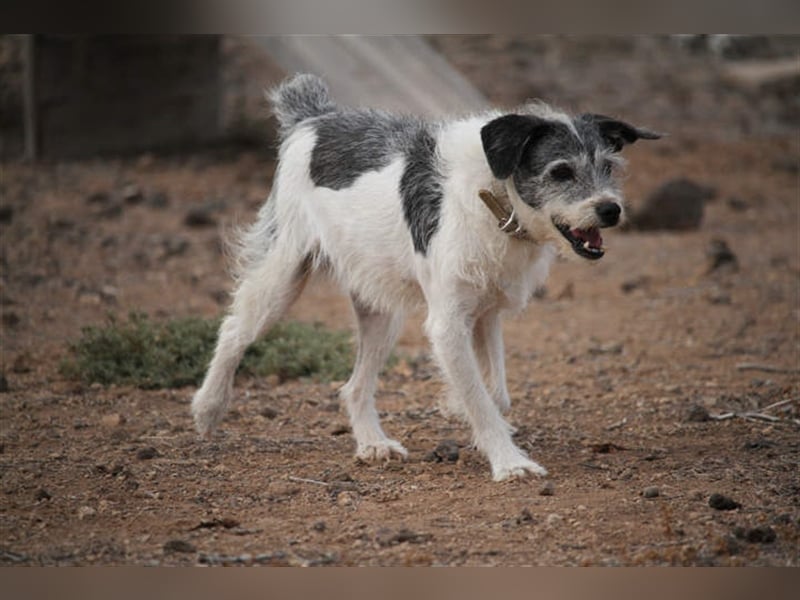 Zape sucht neues Zuhause