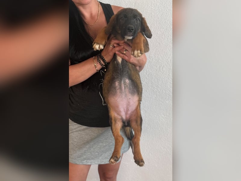 Auf Dackelbeinen in ein neues Leben – Welpenmädchen Dunja