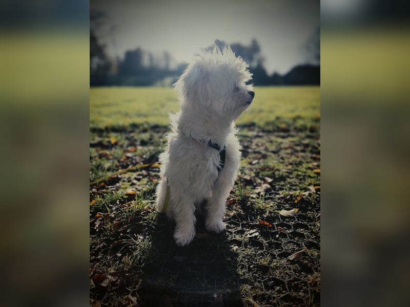 IDEFIX - süßer, kleiner Rüde sucht sein Happy End