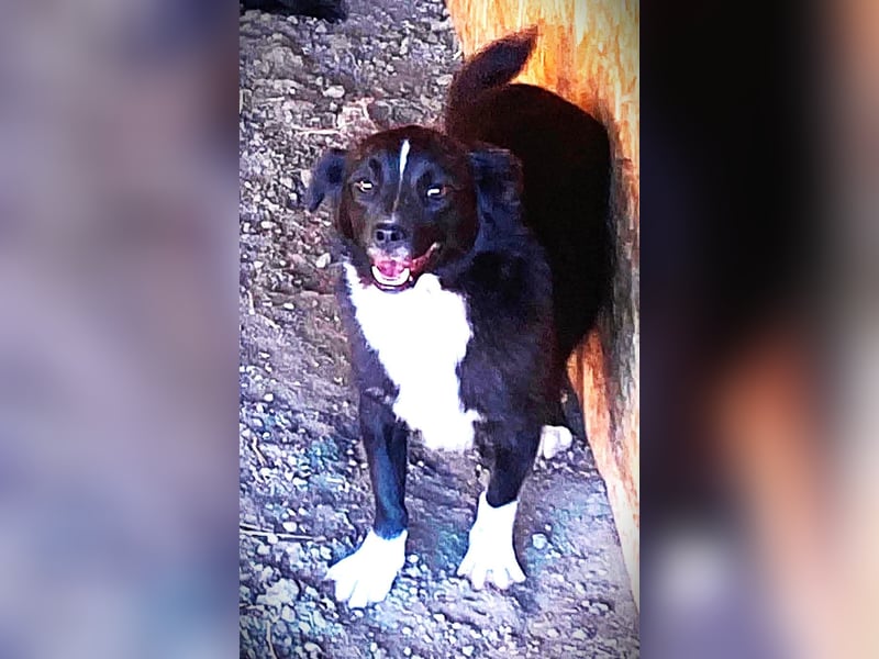 Maggie – 2,5 Jahre – 40cm / 10kg – schwarz mit weißer Brust & Socken 