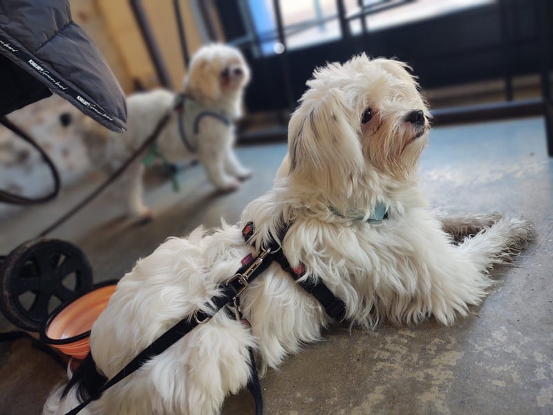 IDEFIX - süßer, kleiner Rüde sucht sein Happy End