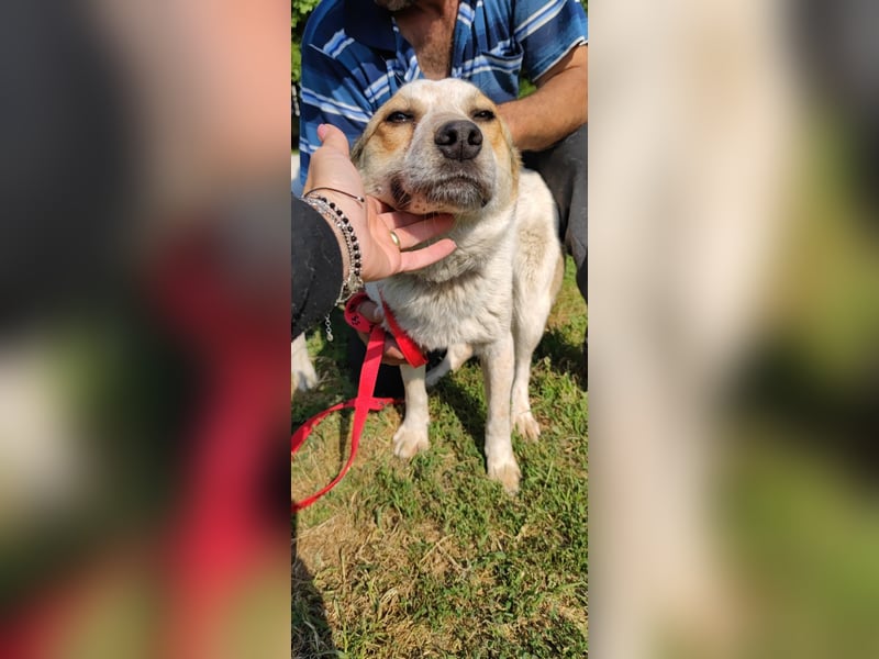 Manchu - verspielter, freundlicher 4-jähriger Rüde