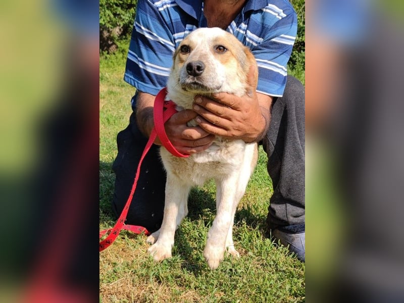 Manchu - verspielter, freundlicher 4-jähriger Rüde