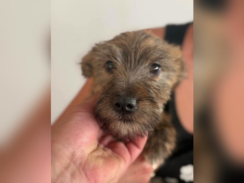 ELSA - kleines Kulleraugen-Mädchen sucht ihre Familie!