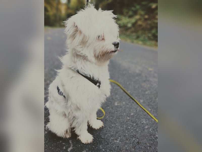 IDEFIX - süßer, kleiner Rüde sucht sein Happy End