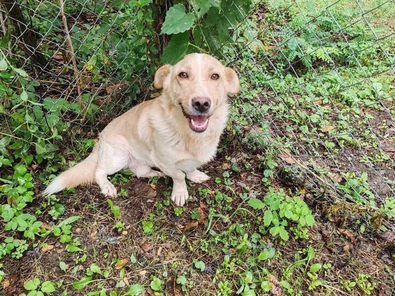 Pauli – liebenswert auf kurzen Beinen