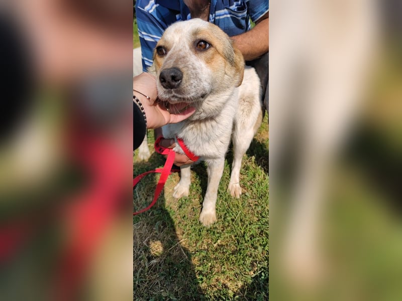 Manchu - verspielter, freundlicher 4-jähriger Rüde