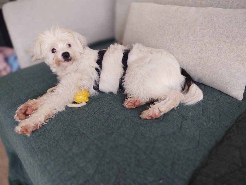 IDEFIX - süßer, kleiner Rüde sucht sein Happy End