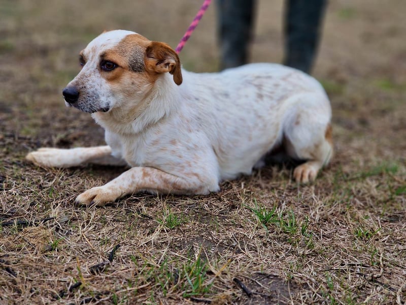 Manchu - verspielter, freundlicher 4-jähriger Rüde