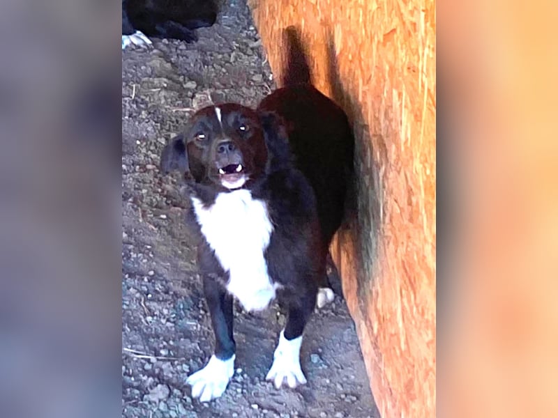 Maggie – 2,5 Jahre – 40cm / 10kg – schwarz mit weißer Brust & Socken 