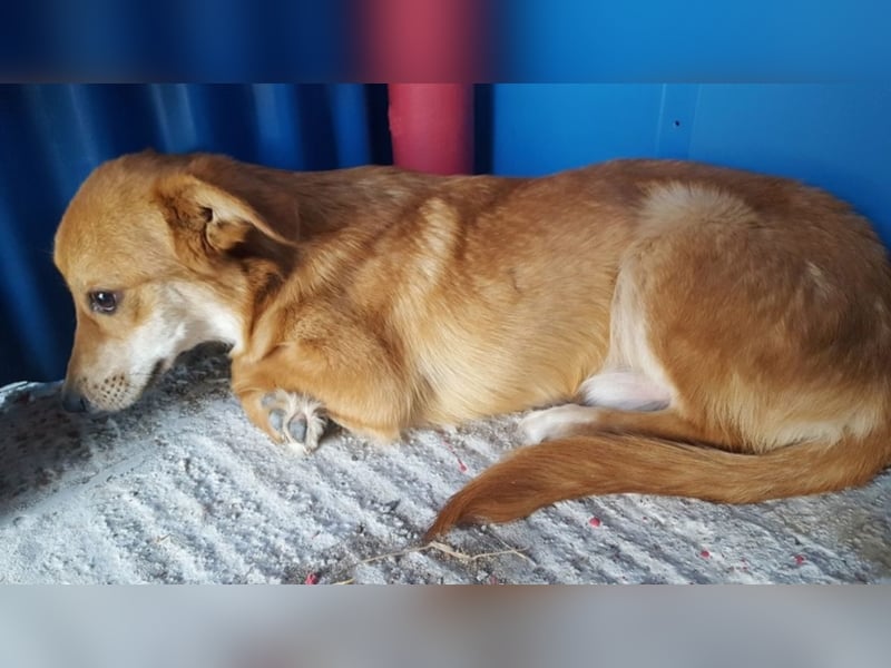 Lenny sucht seine Familie