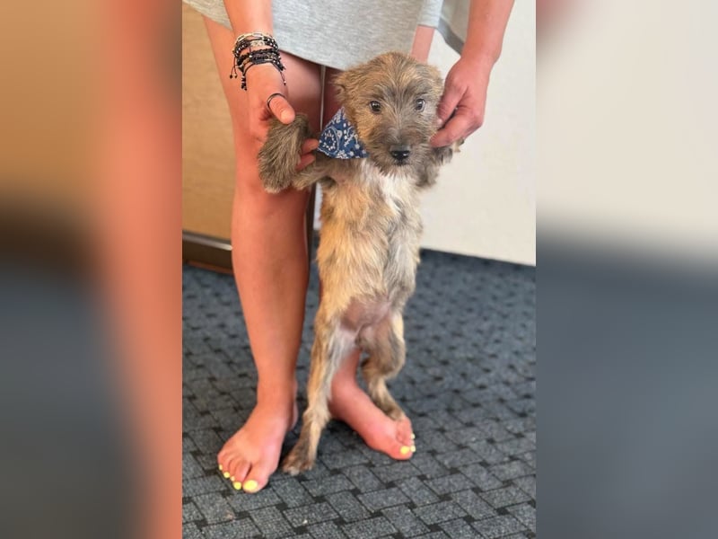 ELSA - kleines Kulleraugen-Mädchen sucht ihre Familie!