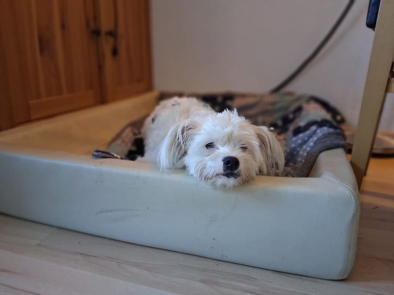 IDEFIX - süßer, kleiner Rüde sucht sein Happy End