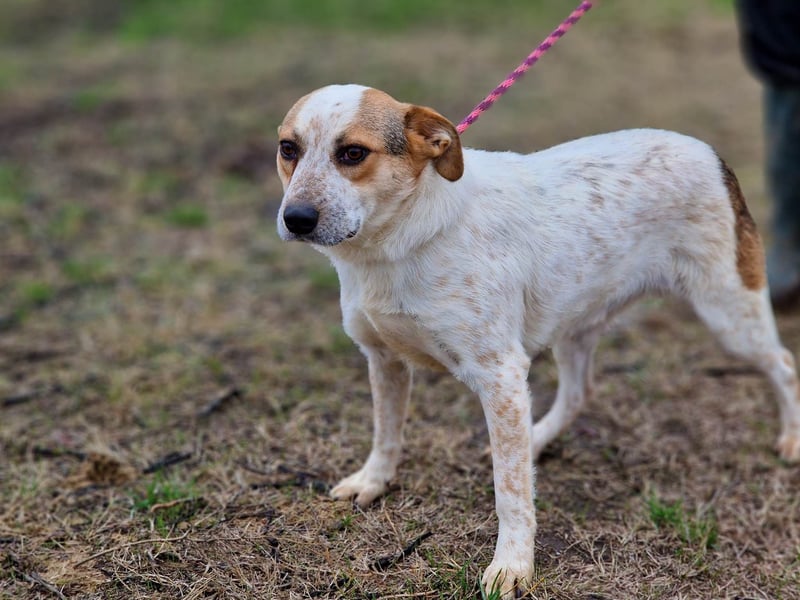 Manchu - verspielter, freundlicher 4-jähriger Rüde