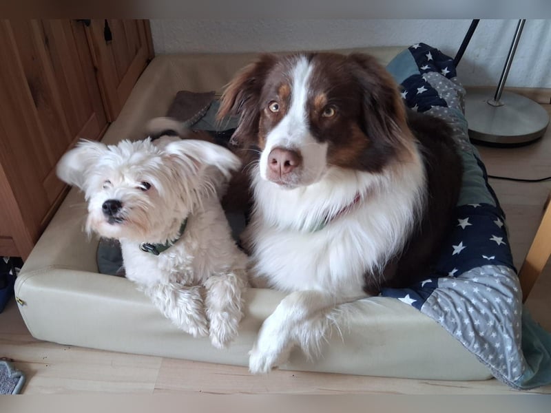 IDEFIX - süßer, kleiner Rüde sucht sein Happy End