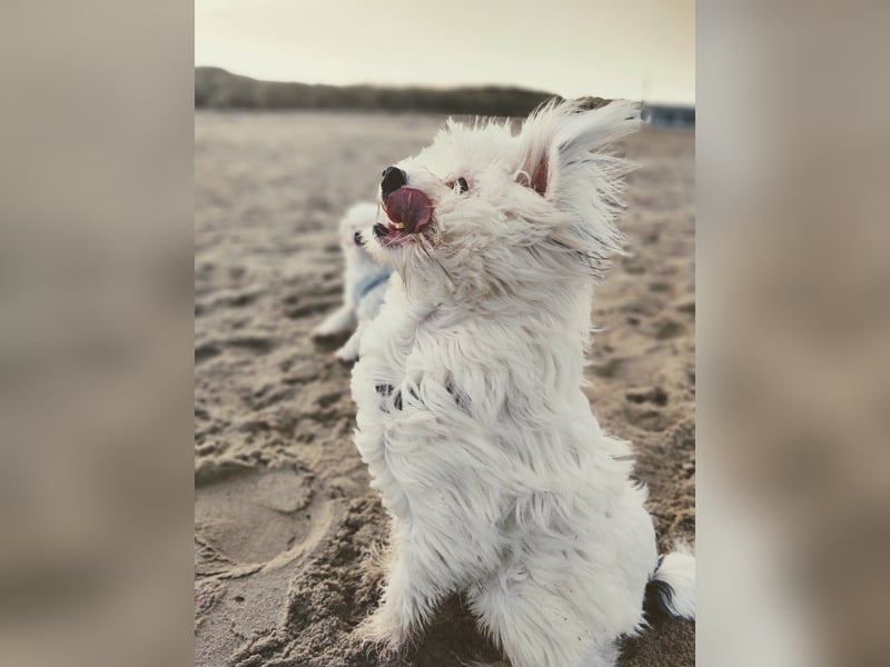 IDEFIX - süßer, kleiner Rüde sucht sein Happy End