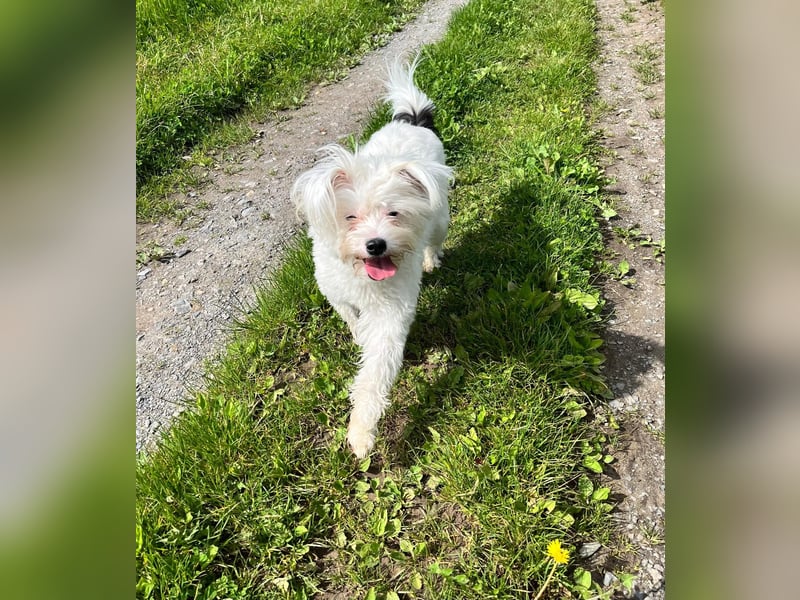 Idefix - immer gut gelaunt und lustig, sucht seine Herzensmenschen