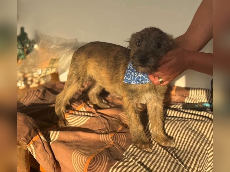 ELSA - kleines Kulleraugen-Mädchen sucht ihre Familie!
