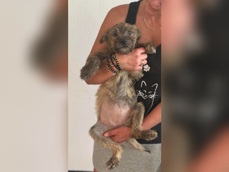 ELSA - kleines Kulleraugen-Mädchen sucht ihre Familie!