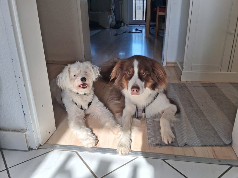 IDEFIX - süßer, kleiner Rüde sucht sein Happy End