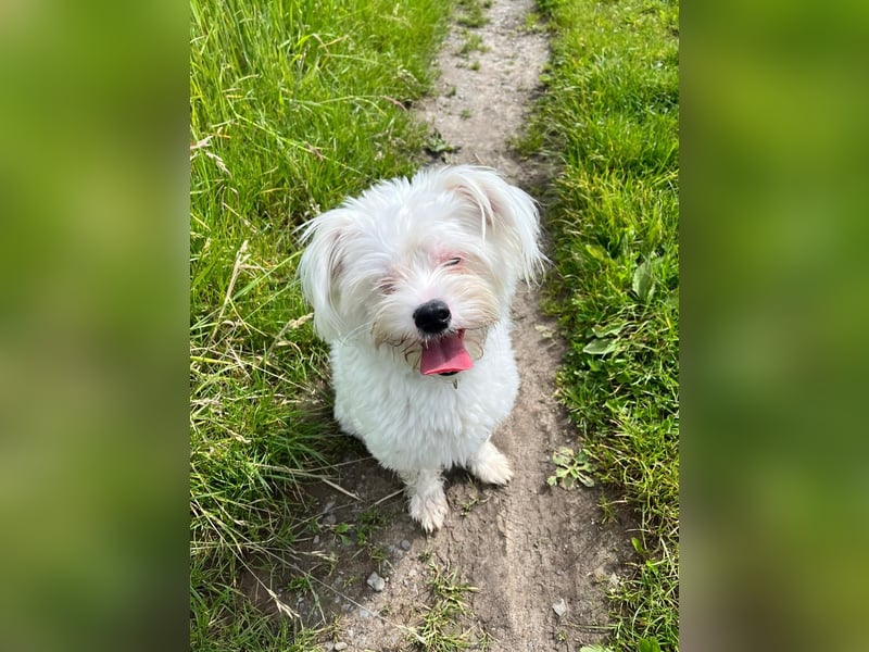 Idefix - immer gut gelaunt und lustig, sucht seine Herzensmenschen