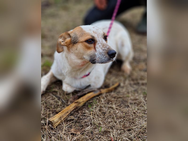 Manchu - verspielter, freundlicher 4-jähriger Rüde