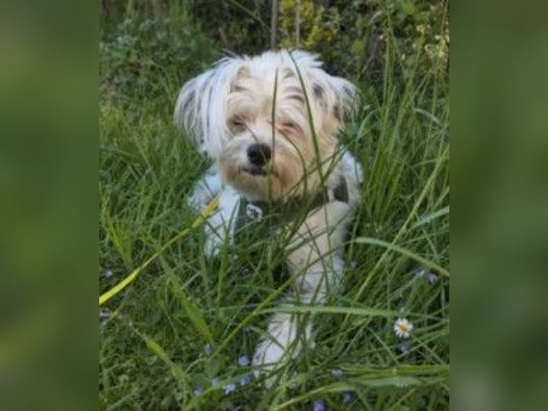 liebenswerter IDEFIX