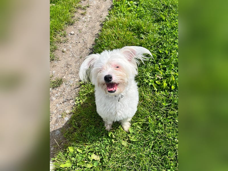 Idefix - immer gut gelaunt und lustig, sucht seine Herzensmenschen
