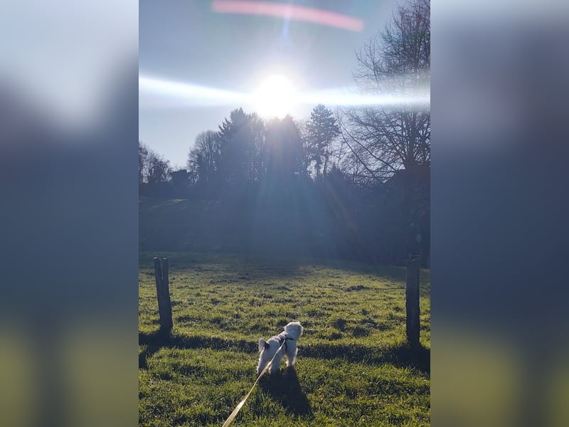 IDEFIX - süßer, kleiner Rüde sucht sein Happy End