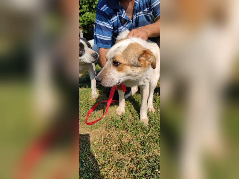 Manchu - verspielter, freundlicher 4-jähriger Rüde