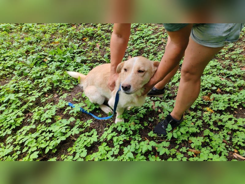 Pauli – liebenswert auf kurzen Beinen