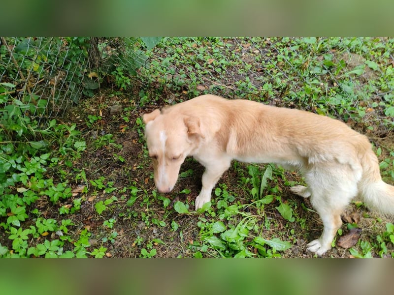 Pauli – liebenswert auf kurzen Beinen