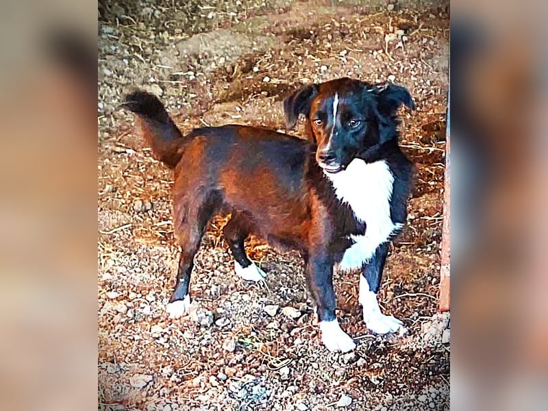 Maggie – 2,5 Jahre – 40cm / 10kg – schwarz mit weißer Brust & Socken 