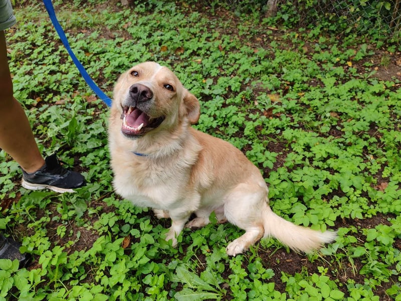 Pauli – liebenswert auf kurzen Beinen