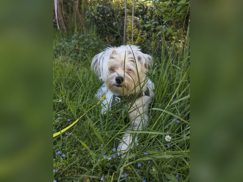Idefix - immer gut gelaunt und lustig, sucht seine Herzensmenschen