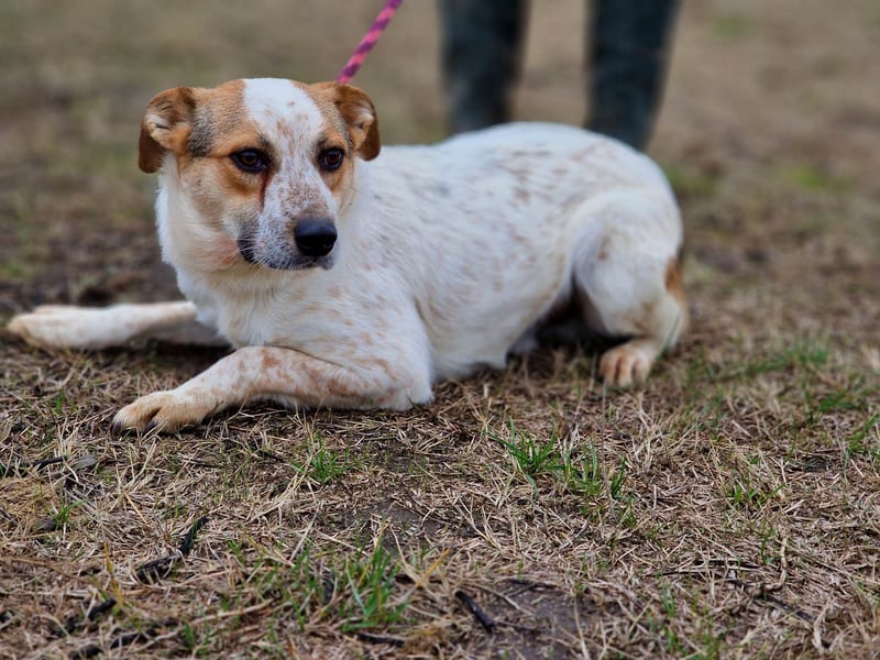 Manchu - verspielter, freundlicher 4-jähriger Rüde
