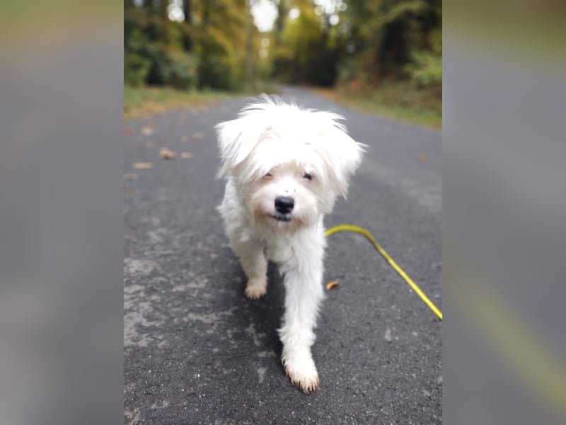 IDEFIX - süßer, kleiner Rüde sucht sein Happy End