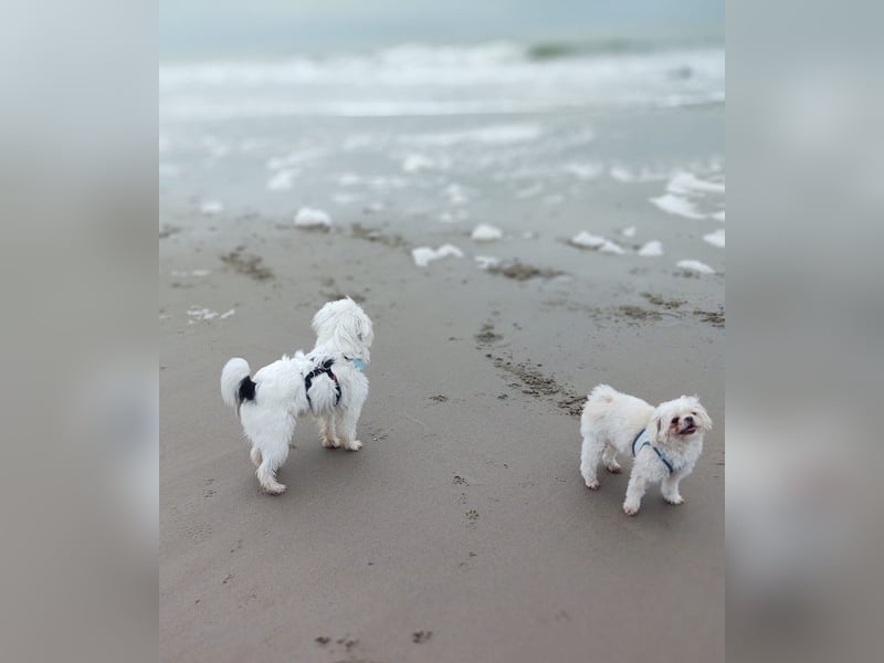 IDEFIX - süßer, kleiner Rüde sucht sein Happy End