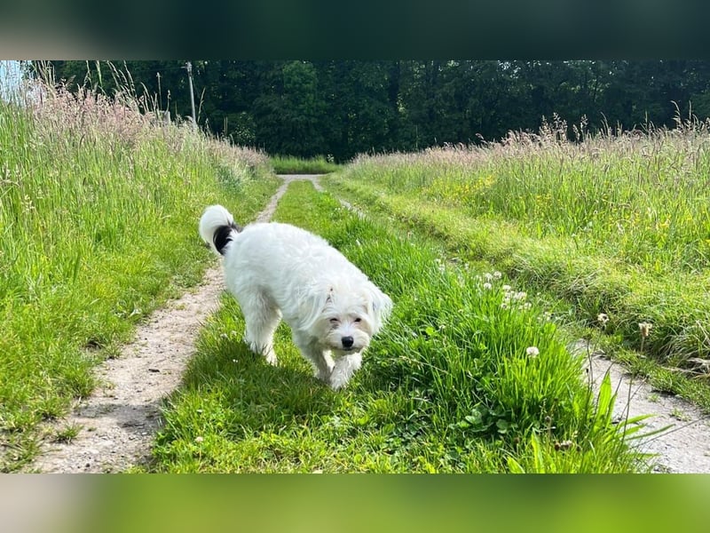 Idefix - immer gut gelaunt und lustig, sucht seine Herzensmenschen