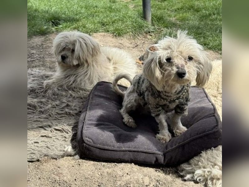 Kim & Klaus gibt’s nur im Doppelpack